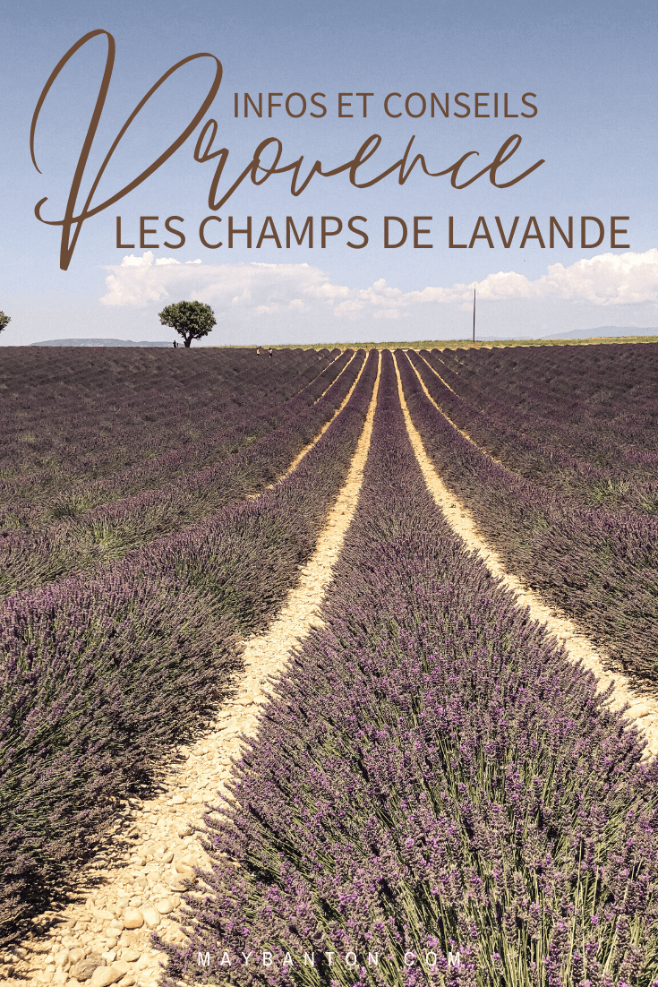 La Provence est une région riche en paysage à couper le souffle. Dans cet article je t'indique où et quand découvrir les célèbre champs de lavande.