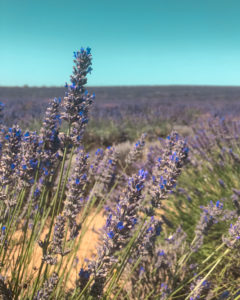 Pour beaucoup de voyageurs, les champs de lavandes sont un incontournable de Provence.