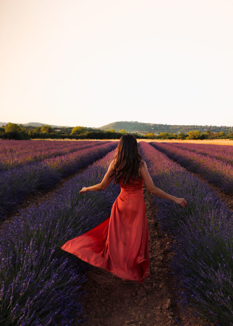 Comment visiter les champs de Lavande en Provence ?