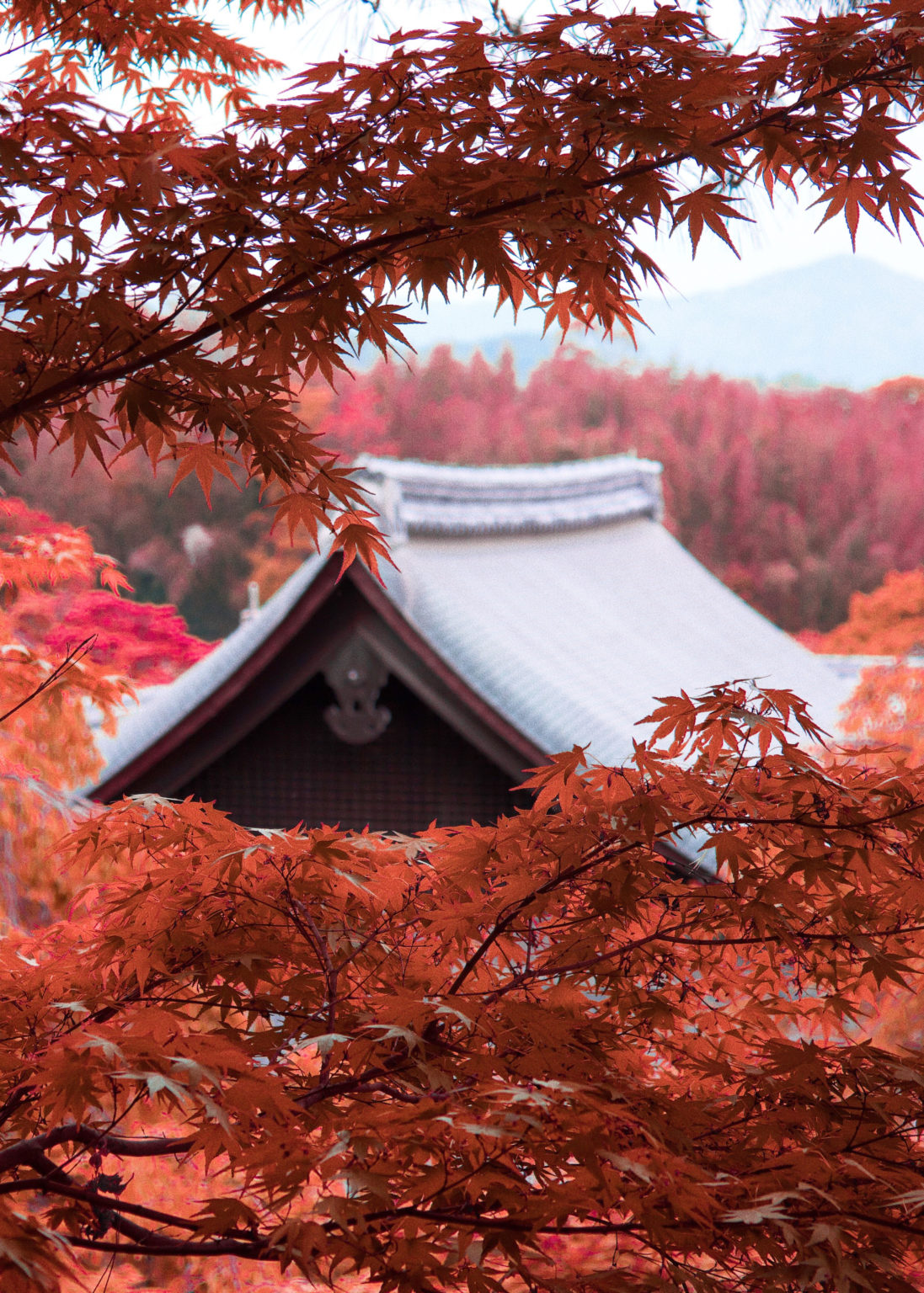 5 Expériences Exceptionnelles à Vivre Au Japon • MayBanton Blog Voyage