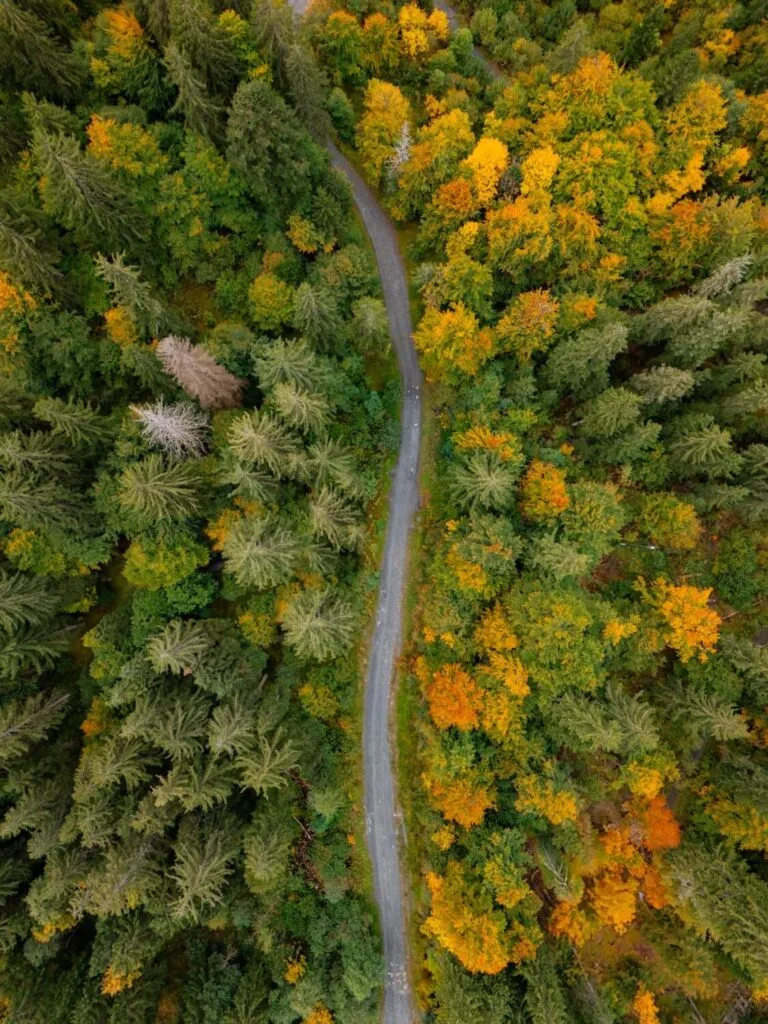 vue en drone au dessus d'une foret chamonix