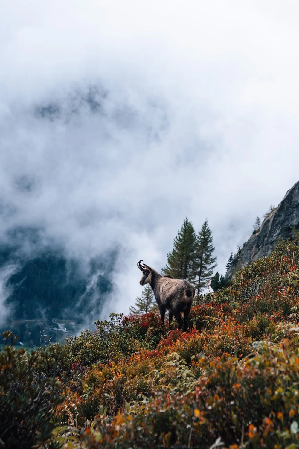vue sur un bouquetin sur une montagne