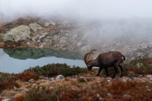 un bouquetin près d'un lac