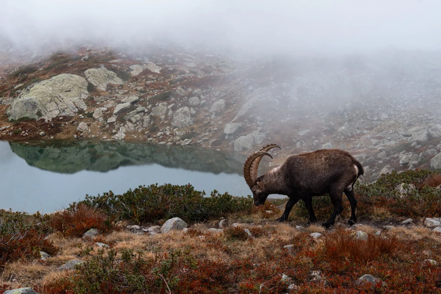 un bouquetin près d'un lac